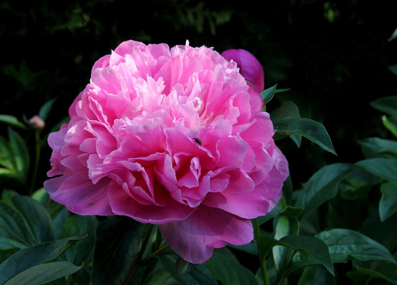Pivoine Alexandre Dumas