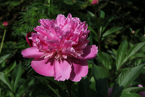 Pivoine Madame Furtado (3)
