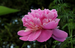 Pivoine Madame Furtado (5)