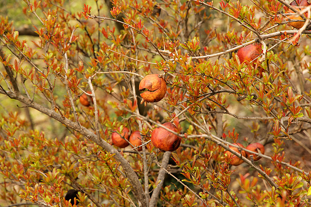 Überbleibsel vom Herbst und neue Triebe