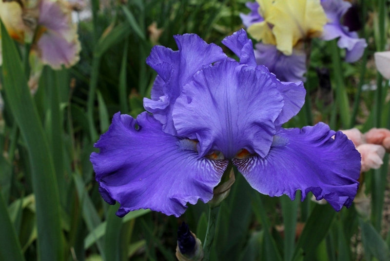 Iris Blenheim Royal