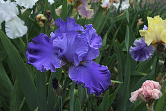 Iris Blenheim Royal (2)