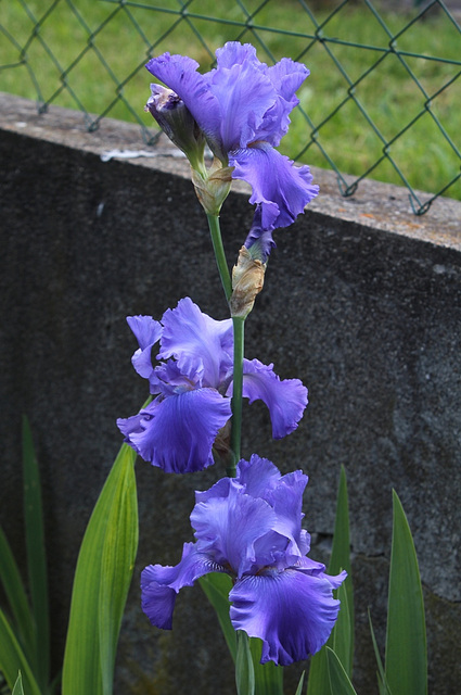 Iris Blenheim Royal (5)