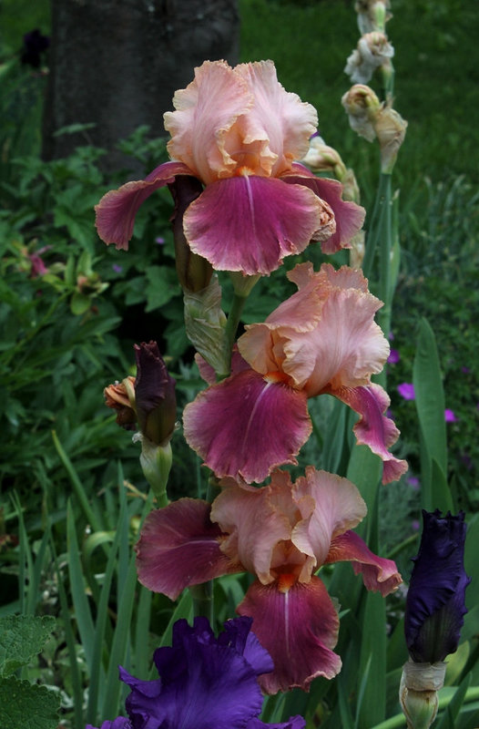 Iris Carnaby
