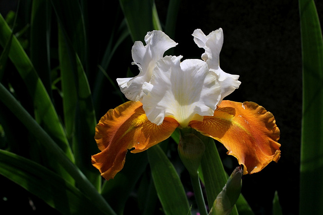 Iris Fall Fiesta (2)