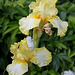 Iris Big Dipper (2)