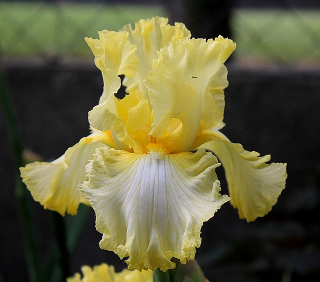 Iris Big Dipper