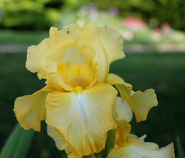 Iris Helen Boehm (2)