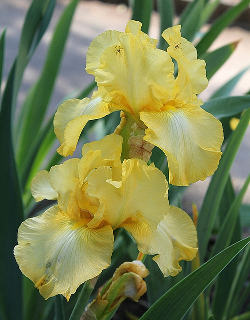 Iris Helen Boehm