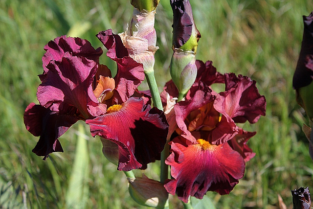 Iris Rip City