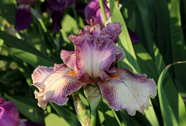 Iris Queen In Calico (3)