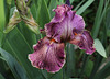 Iris Queen in Calico (6)