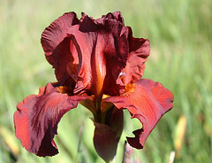 Iris Dutch Chocolate (2)