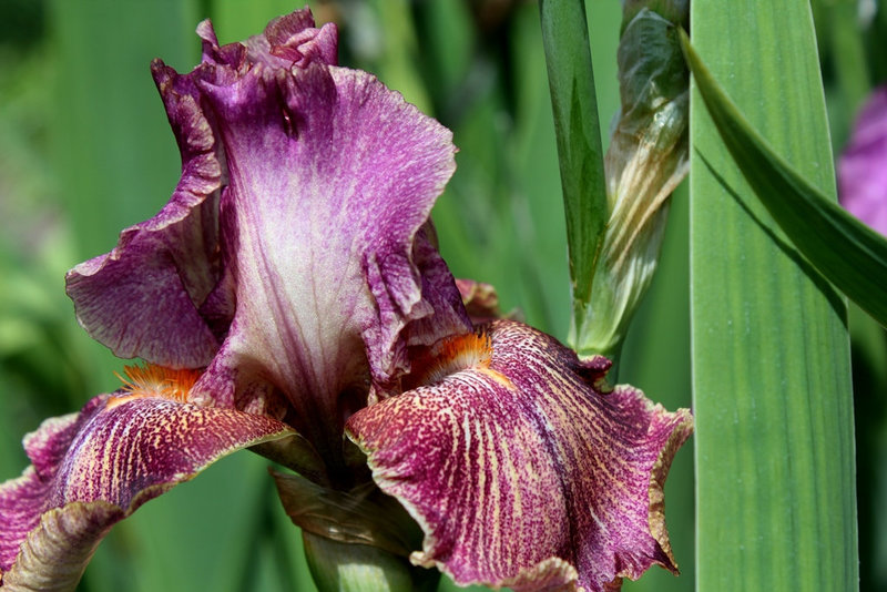 Iris Queen in Calico (8)