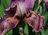 Iris Queen in Calico (9)