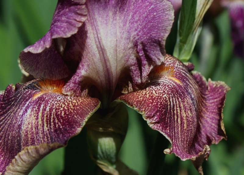 Iris Queen in Calico (9)