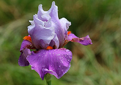 Iris Gyrophare