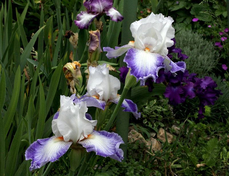 Iris Sixtine