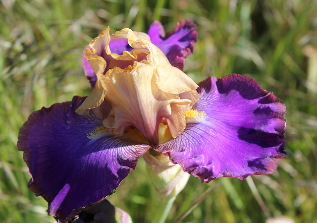 Iris bicolore