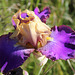 Iris bicolore