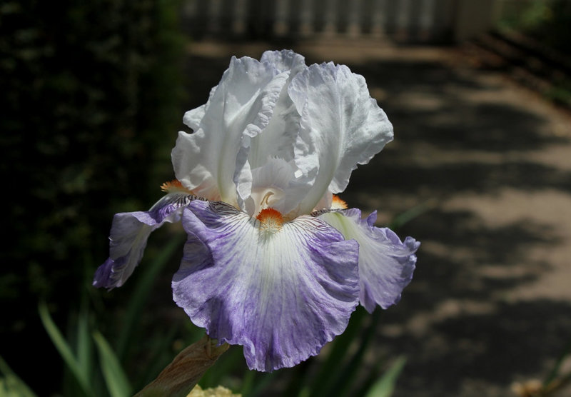 Iris Vive La France (2)