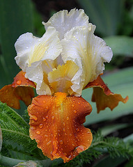 Iris Fall Fiesta