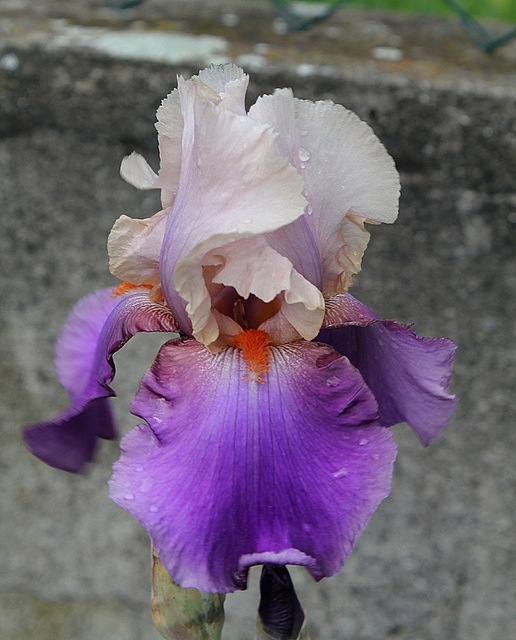 Iris Vague à l'âme