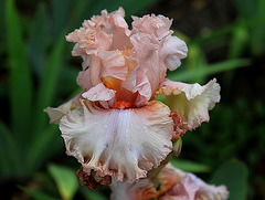 Iris Bubble Up