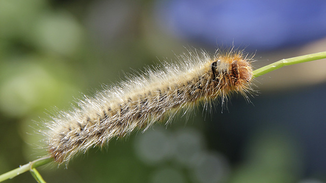 Chenille de bombyx