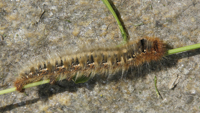 Chenille de Bombyx