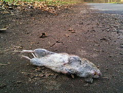 Road kill?