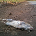 Road kill?