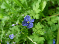 Petit fleur - Persischer Ehrenpreis