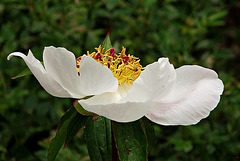 White petals