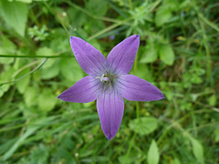 Wiesen-Glockenblume