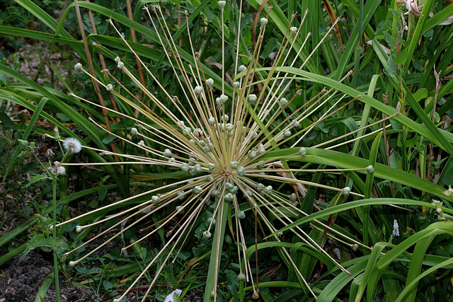 Allium schubertii en fruits