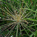 Allium schubertii en fruits