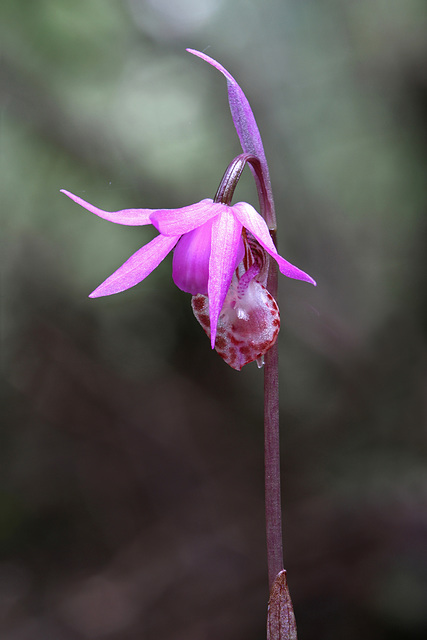 Calypso bulbosa var. occidentalis