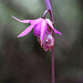 Calypso bulbosa var. occidentalis