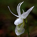 Calypso bulbosa var. occidentalis fma. nivea