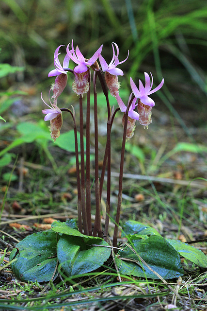 Calypso bulbosa var. occidentalis