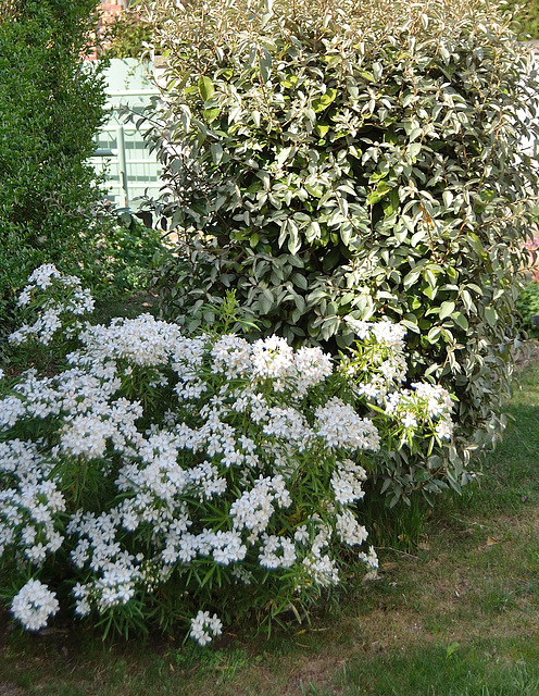 Choisya arizonica 'aztec pearl'