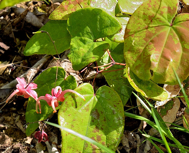 Epimedium 'magic elfes'