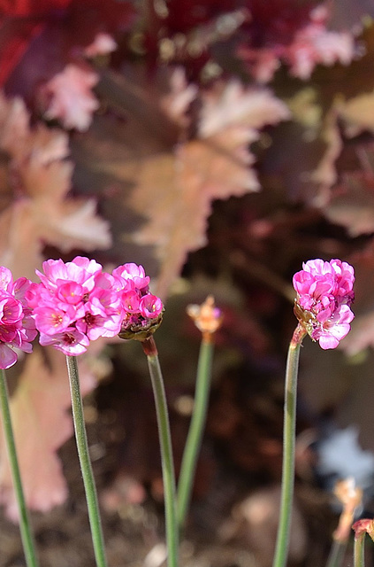 Armeria maritima