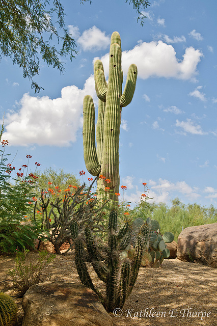 Saguaro Cactus 2 Boulders Arizona - These cacti do not sprout "arms" until they are 70-80 years old.  Some live to 400 years.