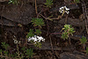 20120508 9242RAw [E] Weiße Fetthenne (Sedum album), Guadalupe, Extremadura