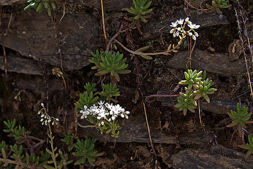 20120508 9242RAw [E] Weiße Fetthenne (Sedum album) [Weißer Mauerpfeffer], Guadalupe, Extremadura