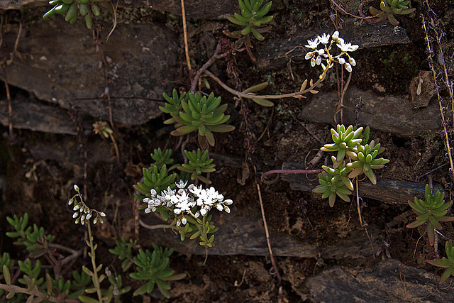 20120508 9242RAw [E] Weiße Fetthenne (Sedum album), Guadalupe, Extremadura