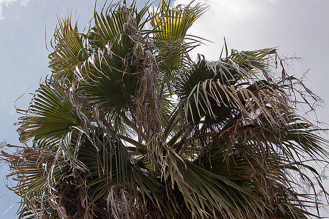20120508 9248RAw [E] Palme, Guadalupe, Extremadura