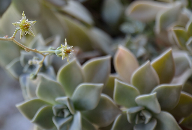 Graptopetalum paraguyense